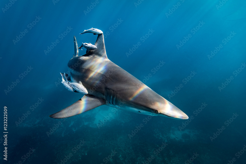 Shark and fish swimming in sea Stock Photo | Adobe Stock