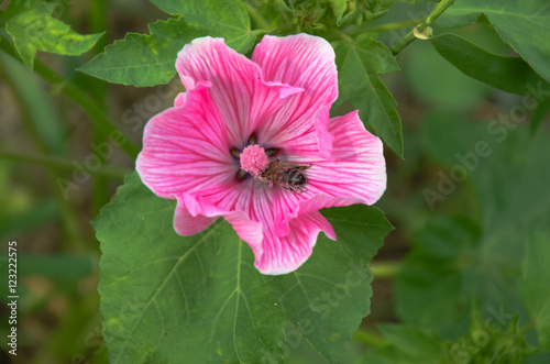 Big beautiful pink flower Lavatera closeup