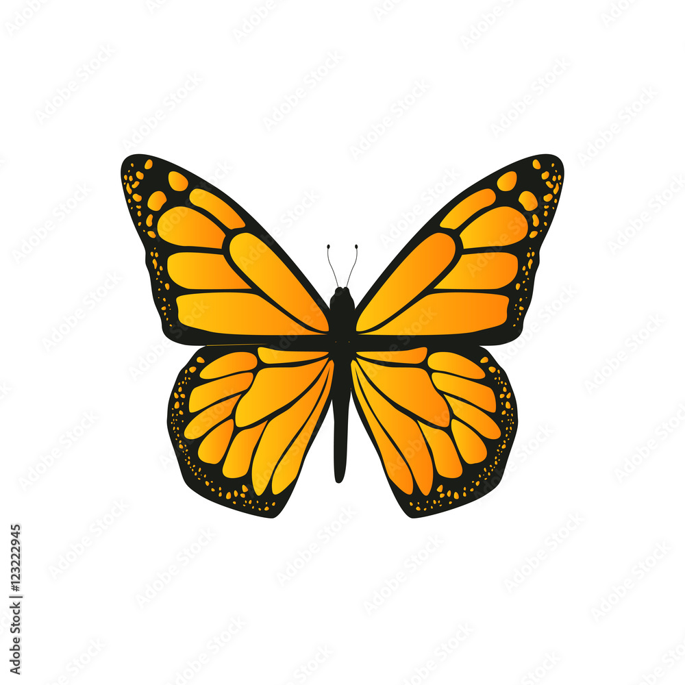 The butterfly with orange wings The butterfly with orange wings