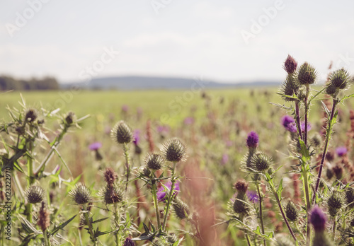 Canvas Print common thistle plants in summer