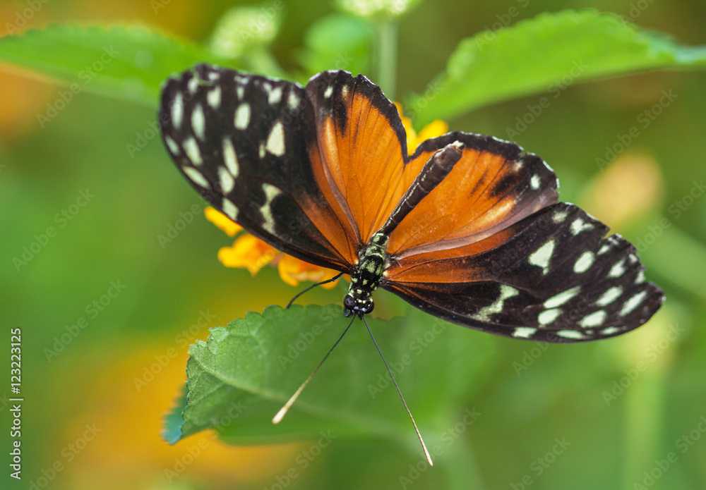 Papillon Heliconius hecale sur une fleur Papillon Heliconius hecale sur une fleur