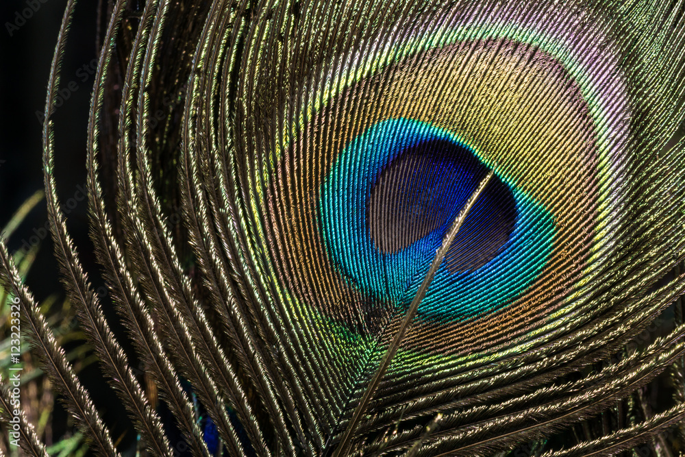 Obraz premium pattern on peacock's feather