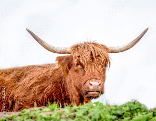 Great bull with long fur in a white background/ dolomites/Italy/ bull/brown/horns