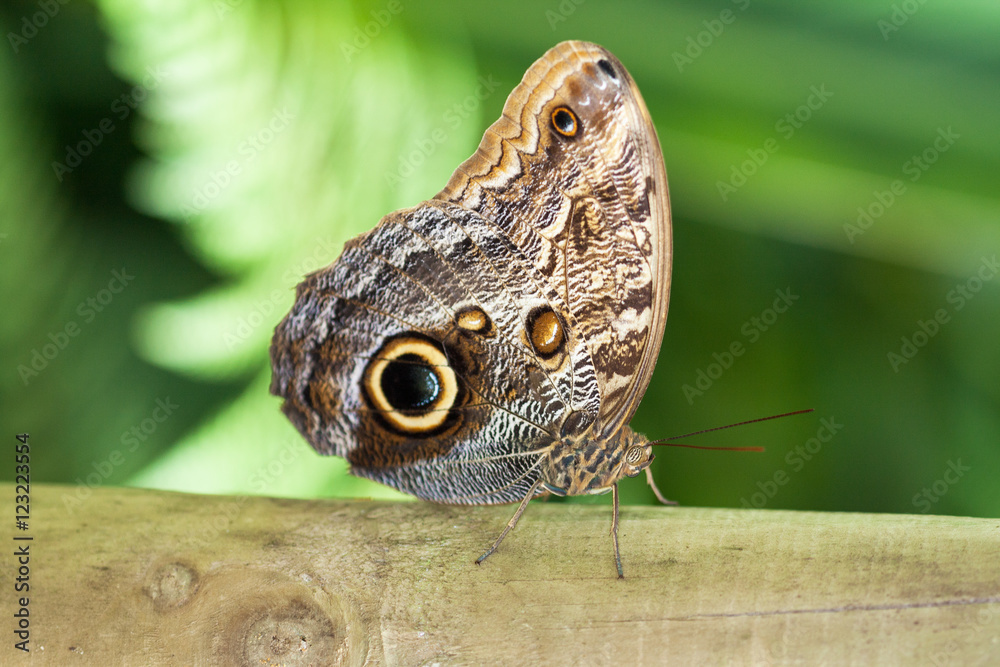 Papillon Morpho, Caligo martia,sur une feuille Papillon Morpho, Caligo martia,sur une feuille
