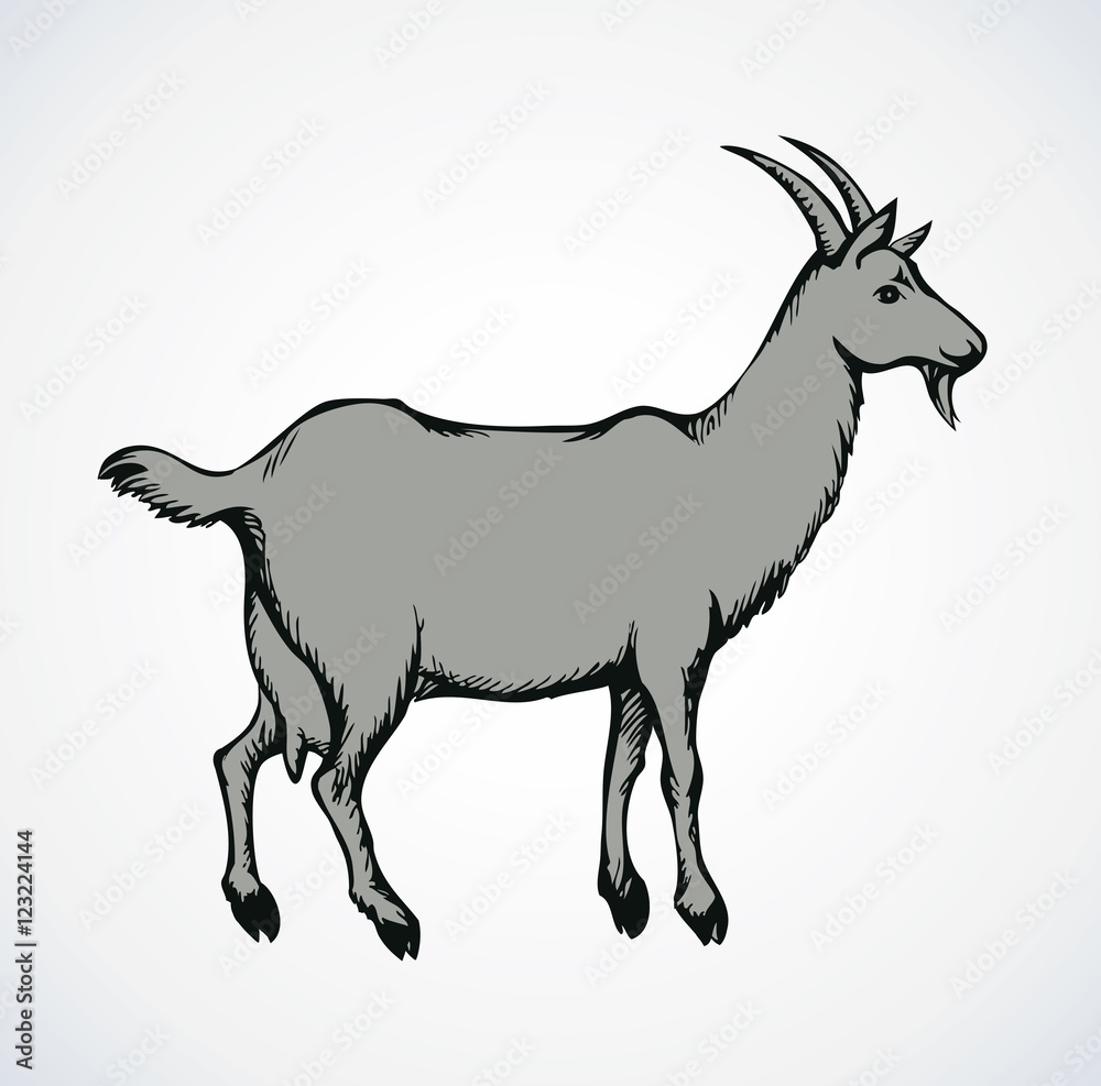 Goat. Vector drawing