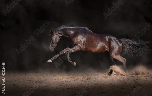 Fototapeta Black horse expressive jump on a black background with the dust