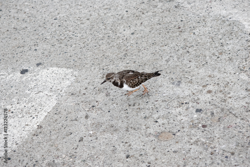 Obraz premium Ruddy Turnstone (Arenaria interpres) in winter plumage standing