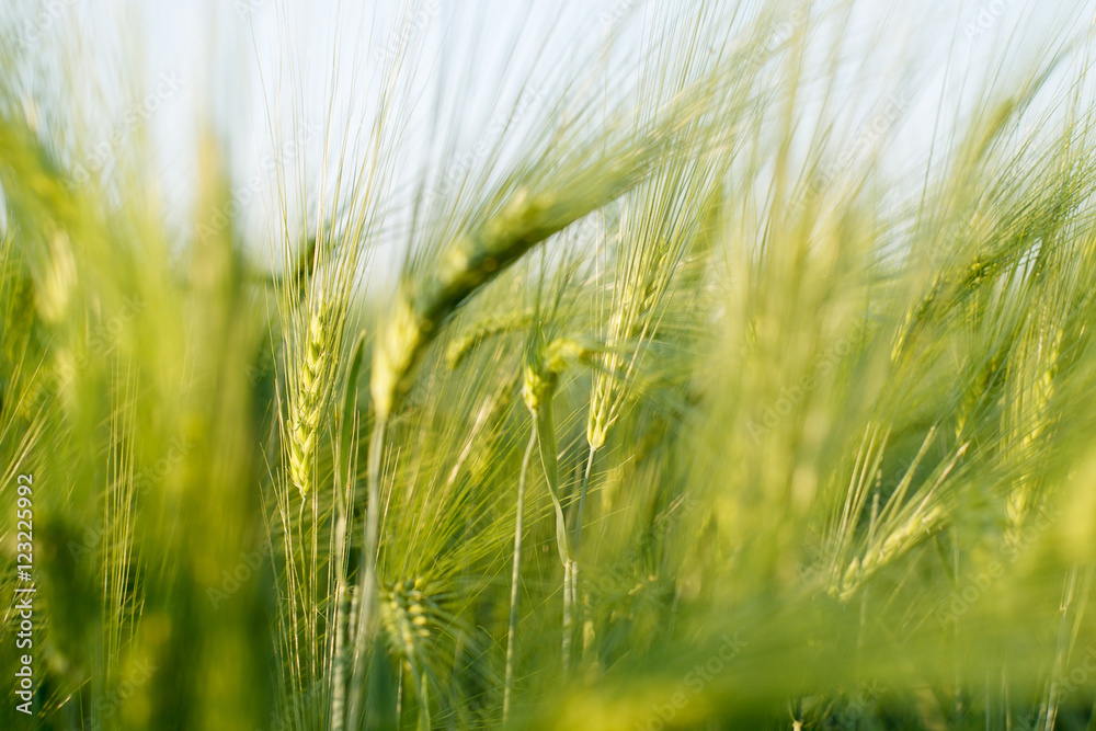 green ears of rye