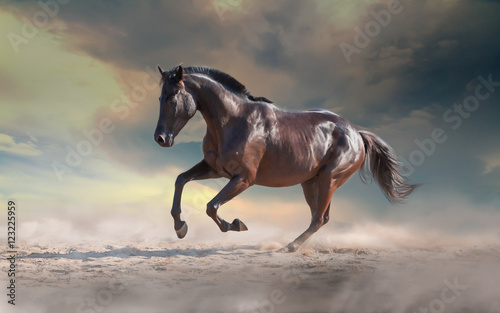 Black horse galloping on the sand on the dramatic sky background with the dust