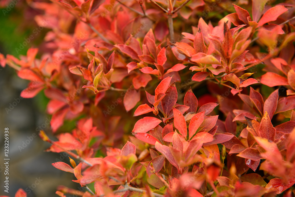 近江八幡 紅葉 近江八幡 紅葉
