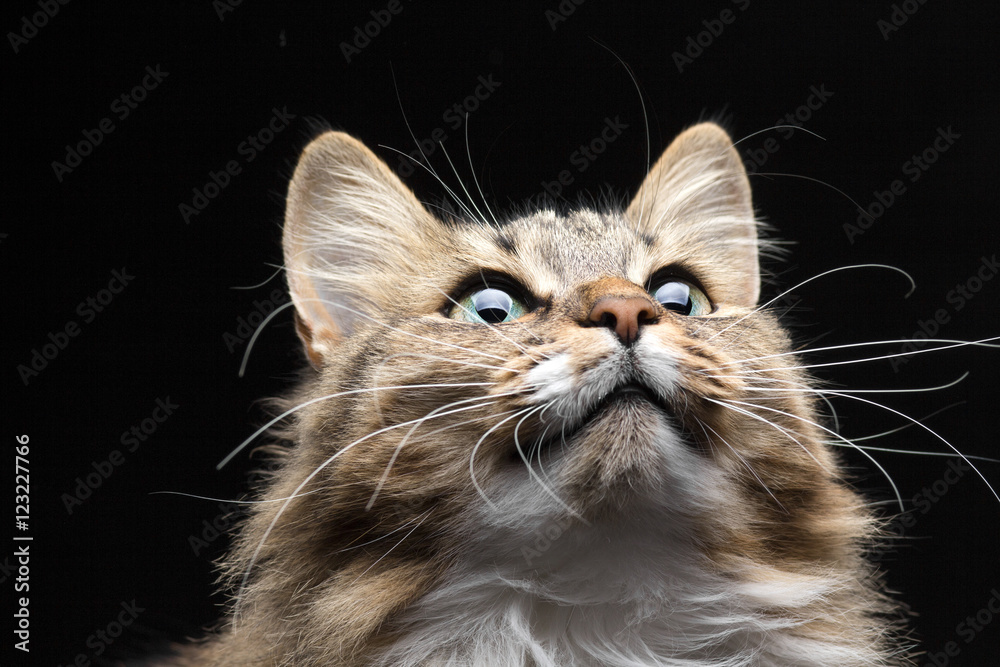 cat looks up curiously cat looks up curiously