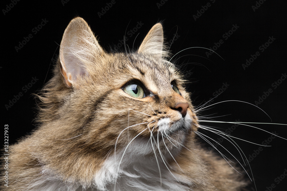 portrait in dark vein of red cat portrait in dark vein of red cat