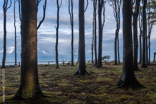 gespensterwald nienhagen © Angelika Bentin