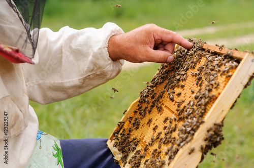 Beekeeper holding frame of honeycomb with bees © kosolovskyy