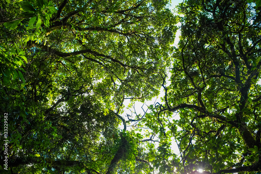 Tree with branch and green leaf Tree with branch and green leaf