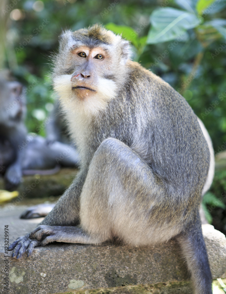 wild monkey (macaque)