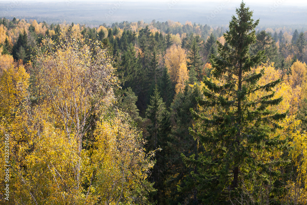 Aerial view of an autumnal forest in sunshine