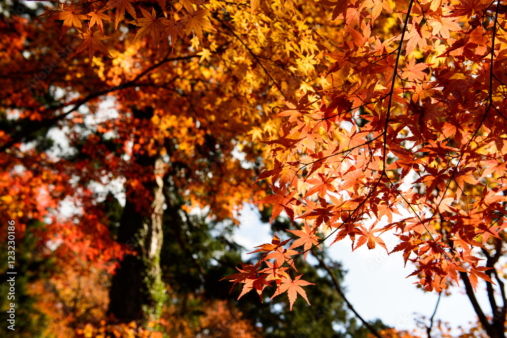 京都大原の紅葉