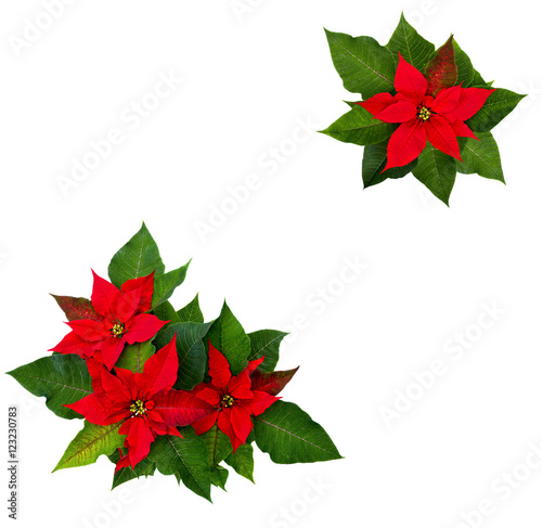 Frame of flowers of red poinsettia (Euphorbia pulcherrima) with space for text on white background. Flat lay