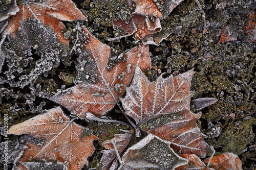 Fallen frosty leaves