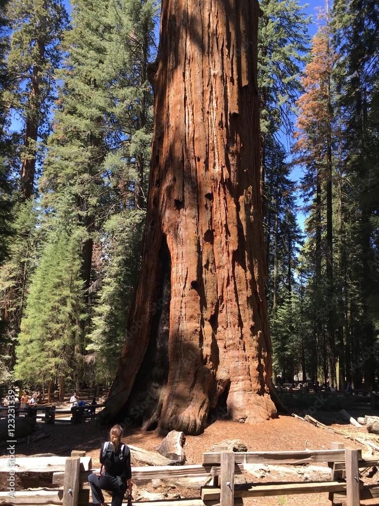 kings canyon sequoia national park, usa
kings canyon sequoia national park, usa