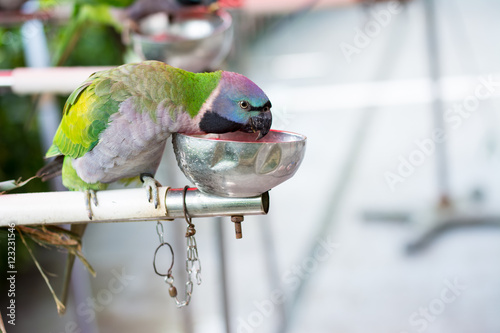 Feeding colorful female Derbyan parrot photo