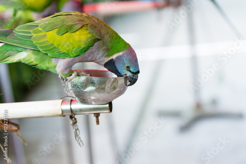 Beautiful female Derbyan parrot biting a food bowl photo