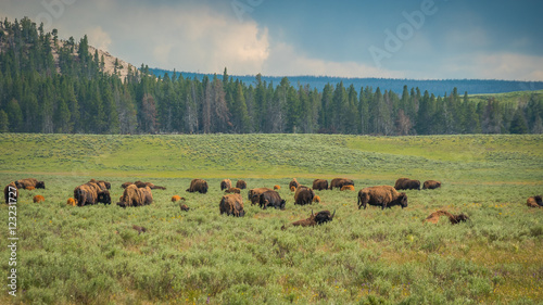 Bisons, yellowstone national park