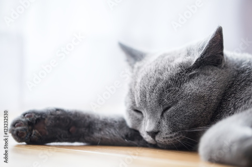 Young cute cat sleeping on wooden floor. The British Shorthair
