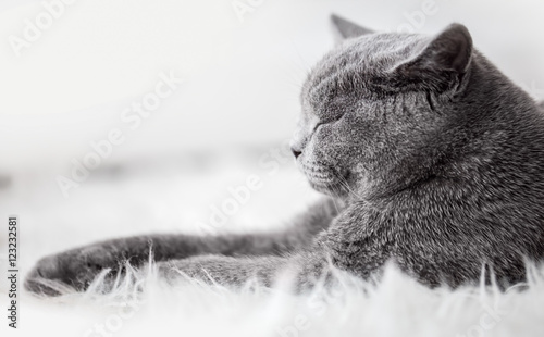 Fototapeta Naklejka Na Ścianę i Meble -  Young cute cat sleeping on cosy white fur. The British Shorthair