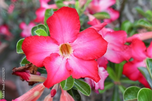 Closed up Desert Rose Tropical flower on a tree, or Impala Lily flower. beautiful Pink adenium in the garden.