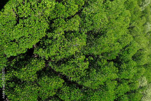 Aerial view of the evergreen forrest