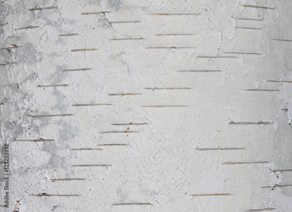 Naklejka premium birch bark texture natural background paper close-up