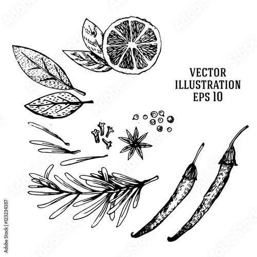 Vector hand drawn lime and spices set. Half lime, leaf, spices and seed sketch. Tropical summer fruit engraved style illustration.