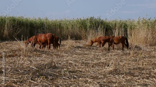 Wallpaper Mural Wild horses in the danube delta, Letea forest Torontodigital.ca