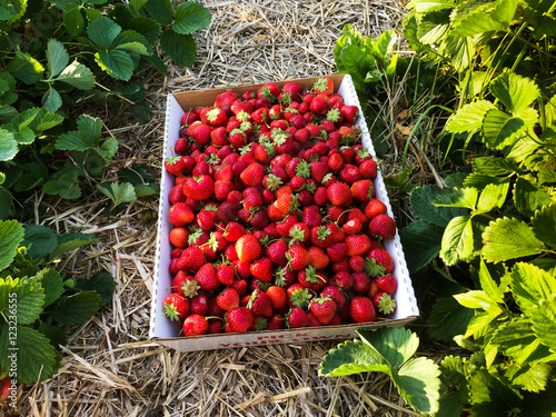 Plakat strawberry field