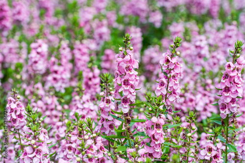 Closeup of pink Salvia flower in the flower season