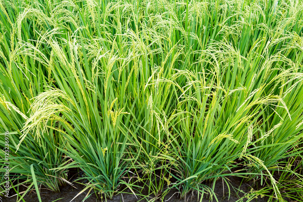 Obraz premium Rice field in countryside of Thailand
