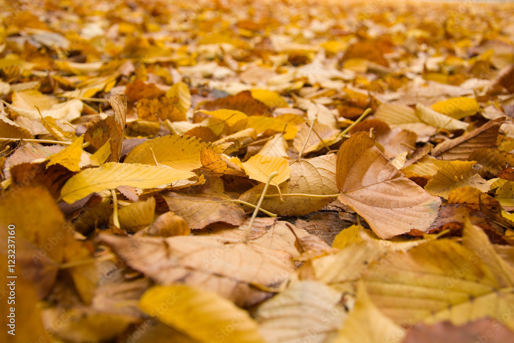Yellow autumn wet leaves background texture macro