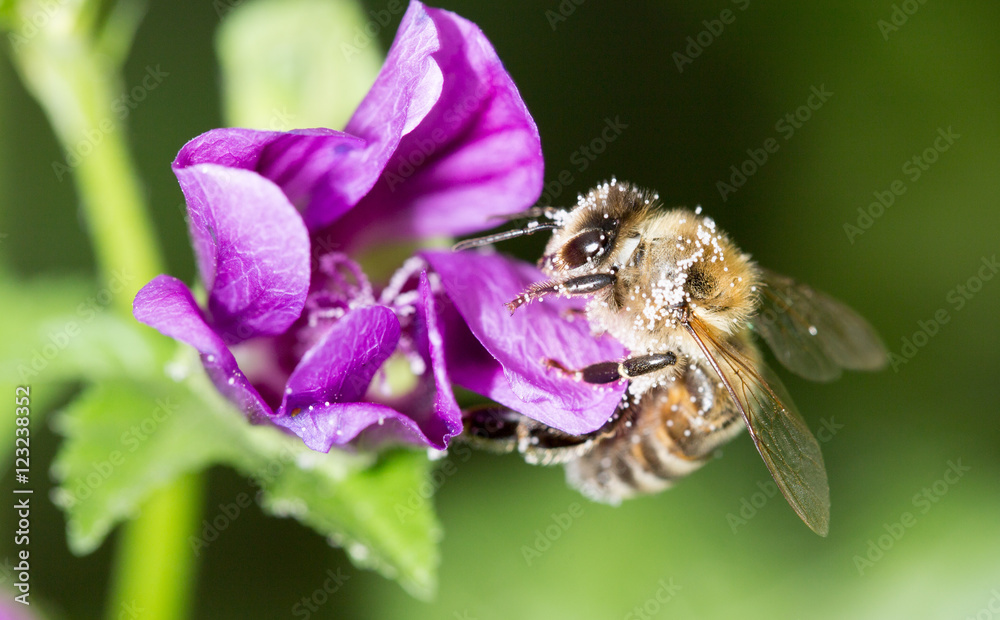 Bee on a purple flower. macro Bee on a purple flower. macro