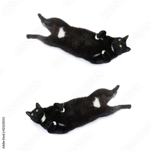 Lying black cat isolated over the white background