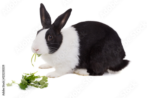 Dutch dwarf rabbit eating cilantro. Isolated on white background