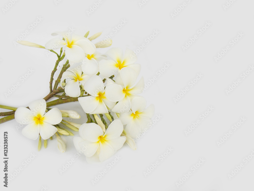 Beautiful tropical frangipani flower on white background Beautiful tropical frangipani flower on white background