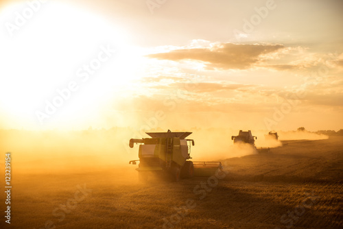 Harvesting the wheat photo