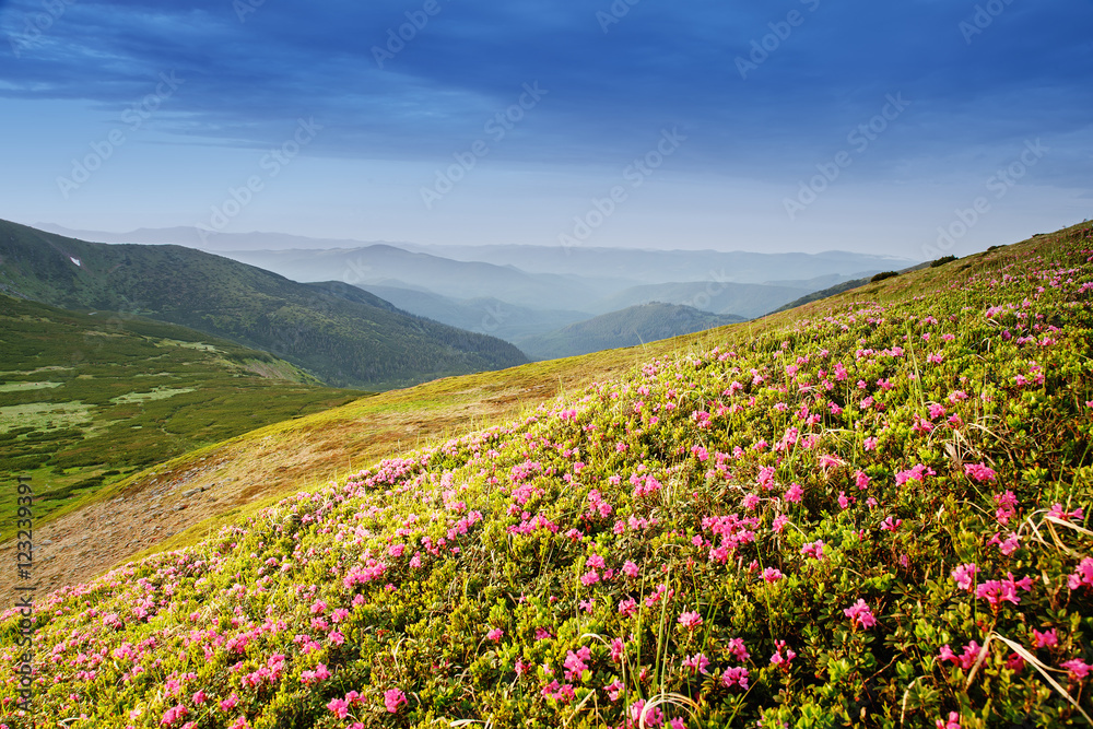 Mountain landscape with flowers crocus at foreground.