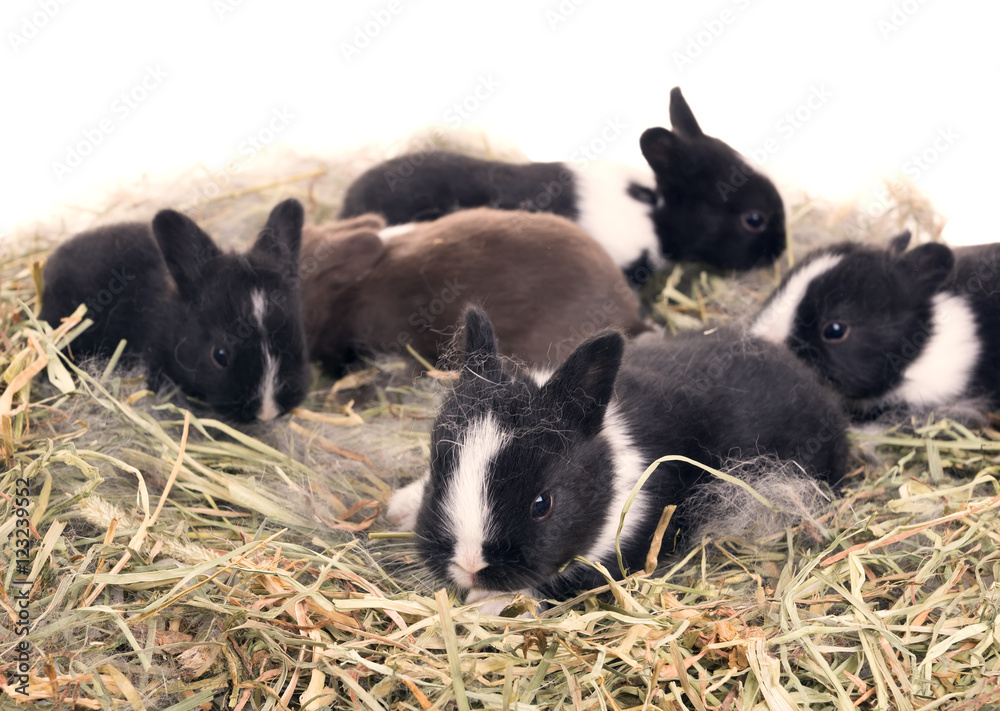 Fototapeta premium Newborn Dwarf Dutch rabbits in the nest of dry grass and down.