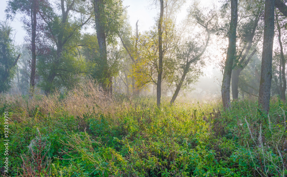 Trees in a foggy field at sunrise Trees in a foggy field at sunrise