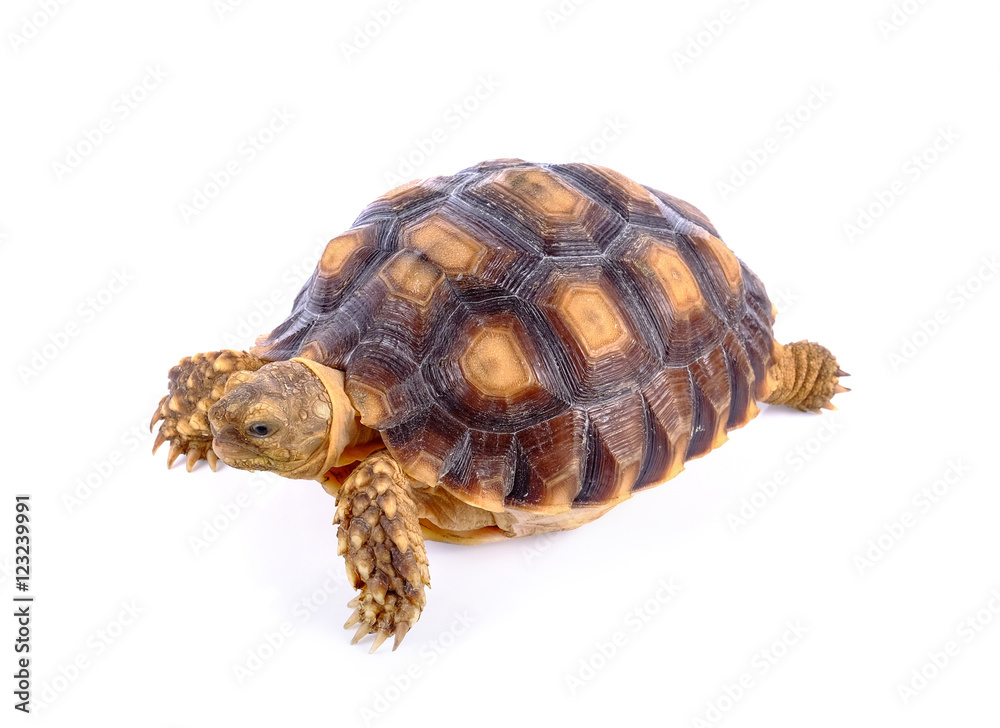 turtle on white background turtle on white background