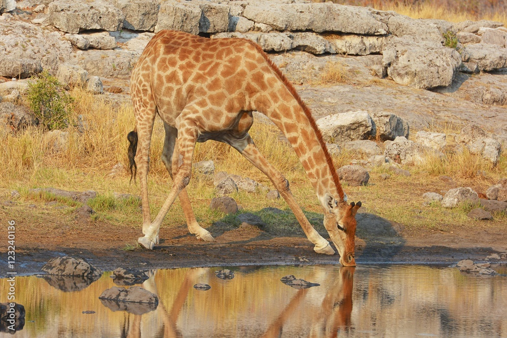 Obraz premium trinkende Giraffe im Etosha Nationalpark