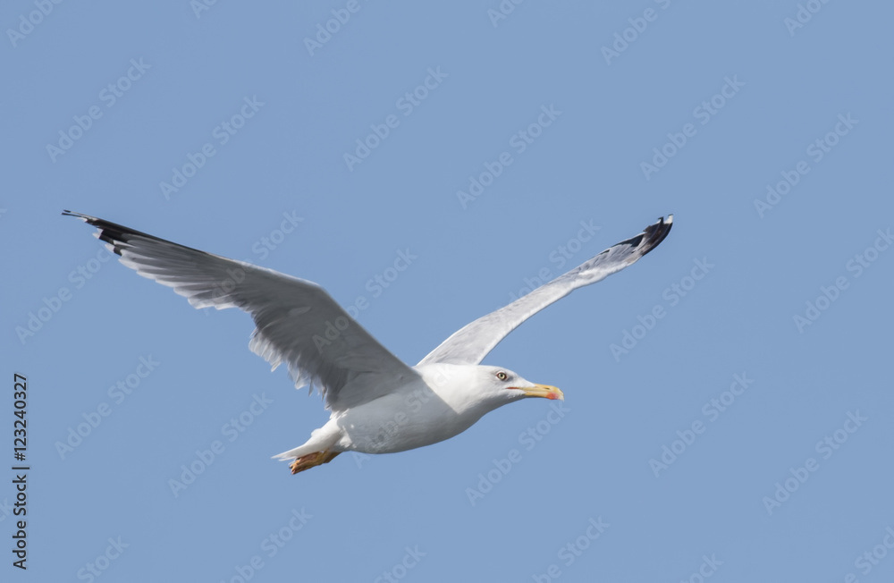 Yellow-legged Gull Yellow-legged Gull
